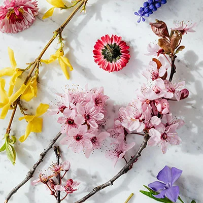 突破边界：科学上网与不死鸟的完美结合指南