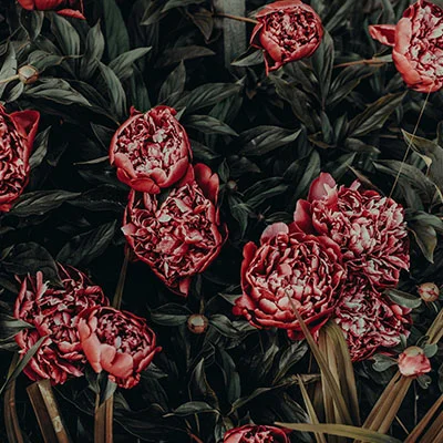 免费VPN节点 | 3月29日20.8M/S|免费Singbox节点/Trojan节点/V2ray节点/Shadowrocket节点/SSR节点/Clash节点机场推荐，在线Clash机场梯子购买推荐