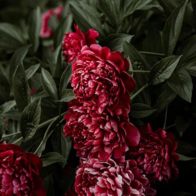 如何使用梅林科学上网68实现网络自由：完整指南与实用技巧